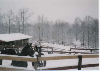 Horses in snow- Jan 1996